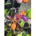 Numex Centennial Pepper Seeds
