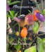 Numex Centennial Pepper Seeds