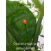 Capsicum annuum var. glabriusculum Wild Short Pepper