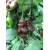 Datil Chocolate Pepper Seeds