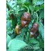 Datil Chocolate Pepper Seeds