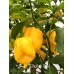 Bhutlah Gold Pepper Seeds 