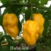 Bhutlah Gold Pepper Seeds 