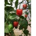 Piquante