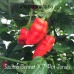 Scotch Bonnet X 7-Pot Jonah