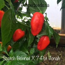 Scotch Bonnet X 7-Pot Jonah