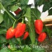 Scotch Bonnet X 7-Pot Jonah