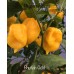 Bhutlah Gold Pepper Seeds 