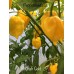 Bhutlah Gold Pepper Seeds 