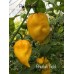 Bhutlah Gold Pepper Seeds 