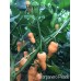 Scorpanero Peach 