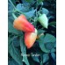Ferenc Tender Pepper Seeds