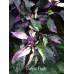 Purple Flash Pepper Seeds 