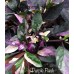 Purple Flash Pepper Seeds 