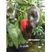 Anaheim Pepper Seeds 