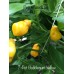 7-Pot Bubble-Gum Yellow Pepper Seeds 