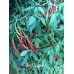 Slim Cayenne 