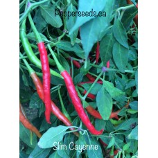 Slim Cayenne 
