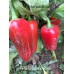 APS Jalapeño Red Pepper