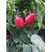 Mayan Love Pepper