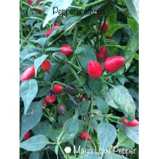 Mayan Love Pepper