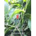 Capsicum annuum var. glabriusculum wild Long Pepper