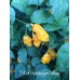 7-Pot Bubble-Gum Yellow Pepper Seeds 