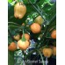 Scotch Bonnet Saraga