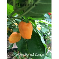 Scotch Bonnet Saraga