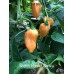 Scotch Bonnet Saraga