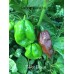 7-Pot Brown Pepper Seeds 