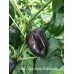 Swiss Chocolate Habanero 