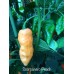 Scorpanero Peach 