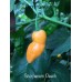 Scorpanero Peach 