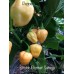 Scotch Bonnet Saraga