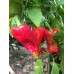 Stavro's Pepper Seeds 