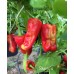 Stavro's Pepper Seeds 