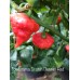 Foodorama Scotch Bonnet Red Pepper Seeds