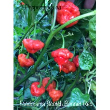 Foodorama Scotch Bonnet Red Pepper Seeds