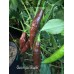Georgia Black Pepper Seeds