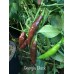 Georgia Black Pepper Seeds