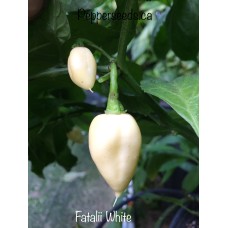 Fatalii White Pepper Seeds 