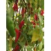 Aji Piura Pepper Seeds