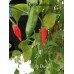 Aji Piura Pepper Seeds