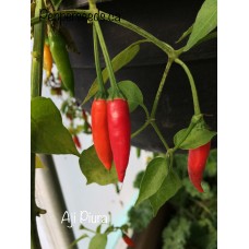 Aji Piura Pepper Seeds