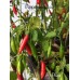 Aji Piura Pepper Seeds
