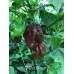 7-Pot Brown Pepper Seeds 
