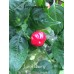 Large Cherry