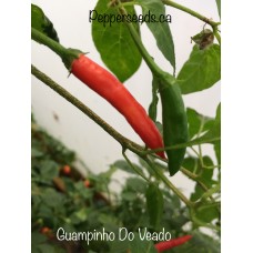 Guampinho Do Veado Pepper Seeds