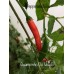 Guampinho Do Veado Pepper Seeds